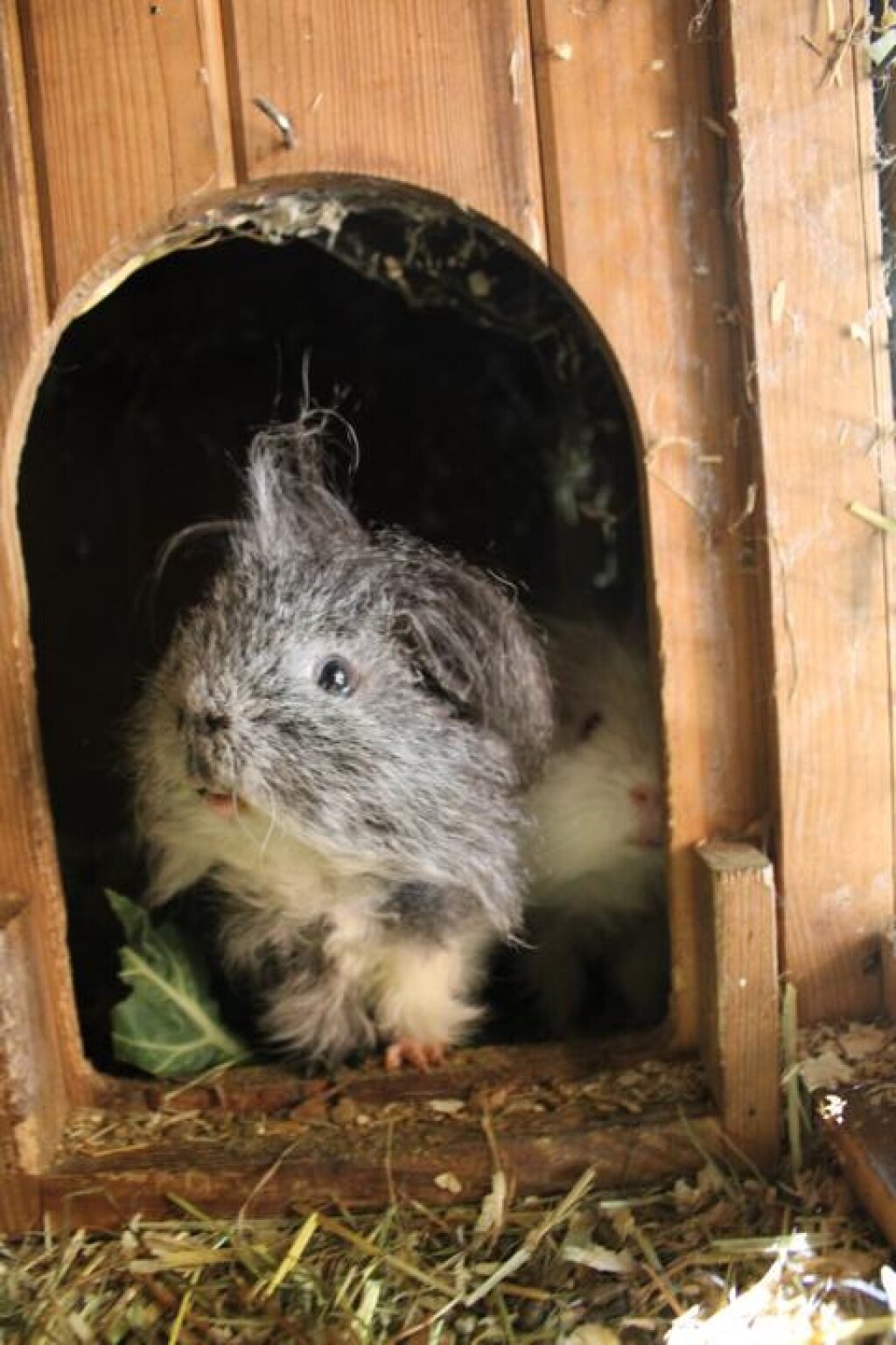 Meerschweinchen.